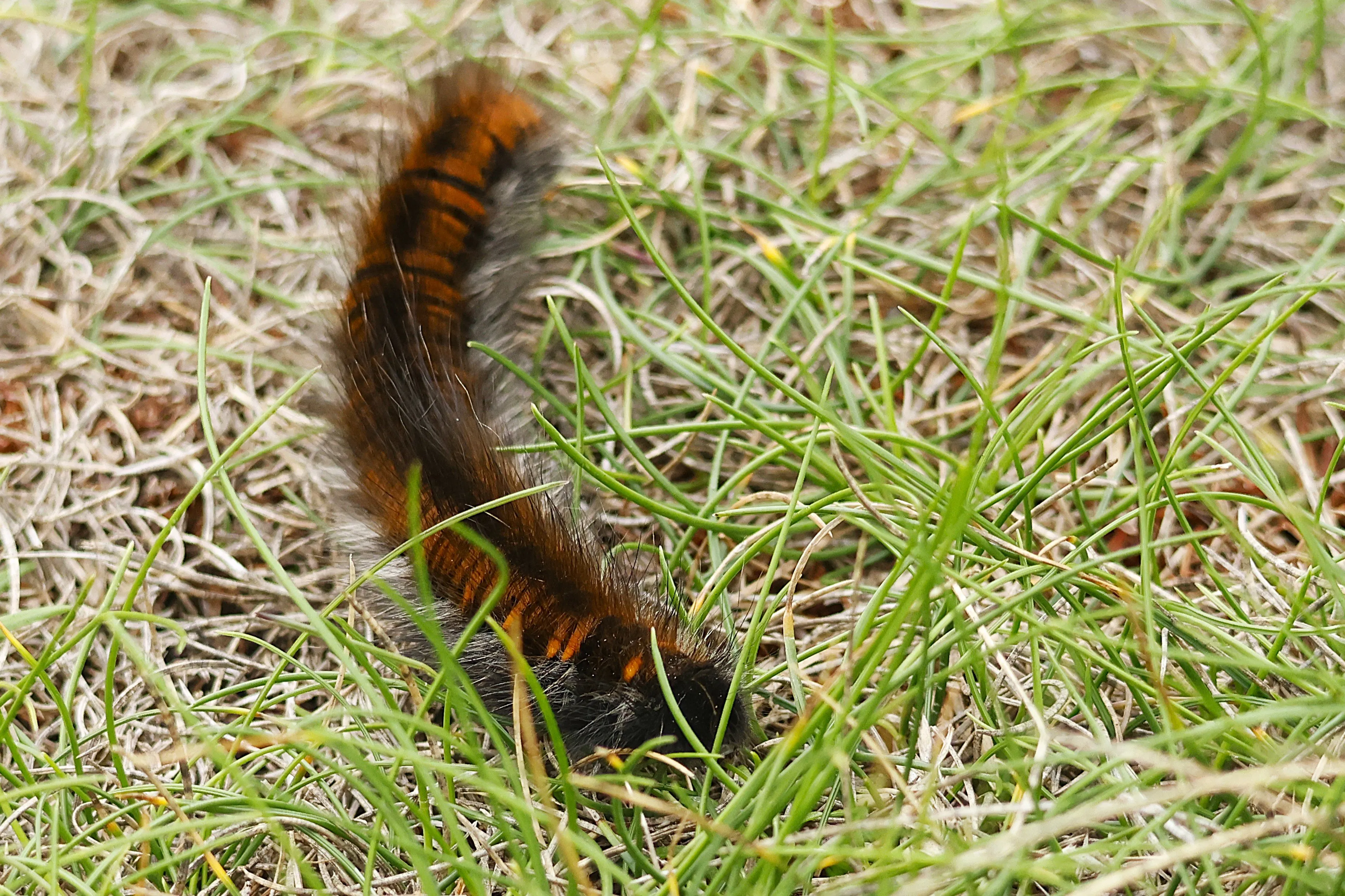 The Fox Moth caterpillars are everywhere on the Cornish cliffs!